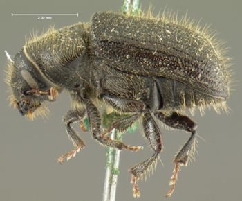 Media type: image;   Entomology 2001 Aspect: habitus lateral view